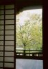 Looking out from a Shinto Temple.