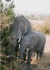 Elephants